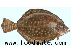Flounder fish