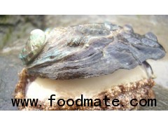 Abalone