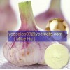 Garlic Extract Garlic Extract