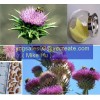 Milk Thistle Extract