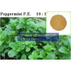 Peppermint extract / Mint P.E.