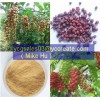 Siberian Ginseng P.E.