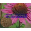 Echinacea Herb P.E.