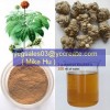 Radix Notoginseng P.E.