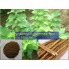 Burdock Root Exract