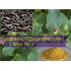 Burdock Seed Extract