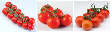 tomato