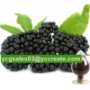 Elderberry Extract