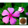 Periwinkle plant Extract