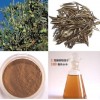 Olive Leaf Extract