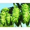 Hops Flower Extract