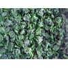 frozen spinach cut