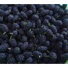 2012 new crop frozen mulberry