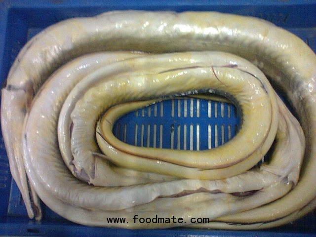 EEL Fish