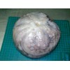 Octopus Whole