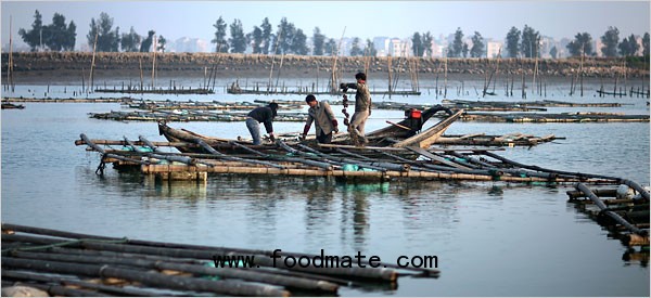 fish farm