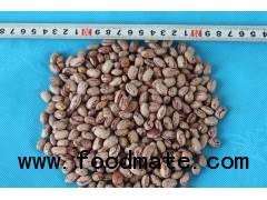 2012 Crop Kidney Beans