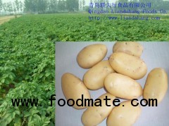 Potato(Atlantic, Shepody, dutch potato)
