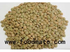 newest green lentils from china