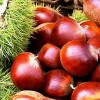 Fresh Chestnut 2012 new crop