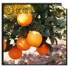 2012 hot sell navel orange