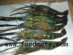 Raw giant feshwater shrimp
