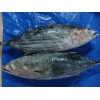 Skipjack tuna