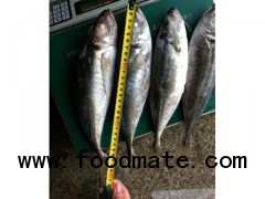 Horse mackerel - Whole round