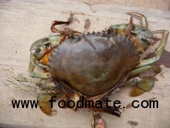 Live mud crab - Female