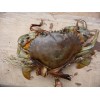 Live mud crab - Female