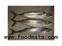 Frozen Pacific Mackerel