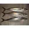 Frozen Pacific Mackerel