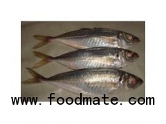 Frozen Horse Mackerel Big Eye