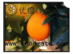 2012 new crop navel orange