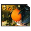 2012 new crop navel orange