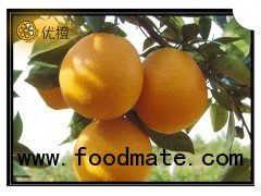 new crop navel orange...fresh fruit