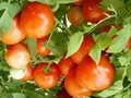 New substitute for chemical pesticides