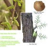 White Willow Bark Extract/Salicin (HPLC)