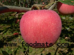 Chinese Fresh Fuji Apple