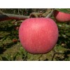 Chinese Fresh Fuji Apple