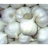 FRESH WHITE GARLIC