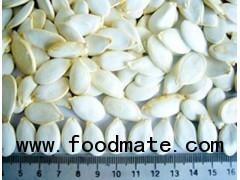 white pumpkin seed(new crop)