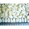 white pumpkin seed(new crop)