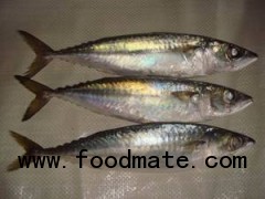 Frozen Pacific mackerel