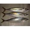 Frozen Pacific mackerel