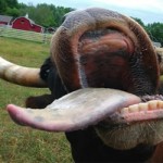 beef tongue