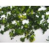 dehydrated broccoli for sell