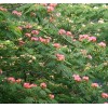 Albizia julibrissin flower extrct