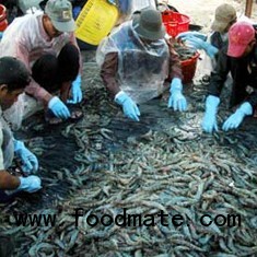 Vietnam shrimp handler
