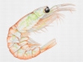 Krill oil catches on down under